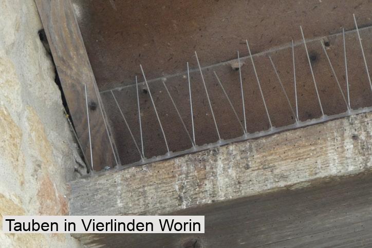 Tauben in Vierlinden Worin